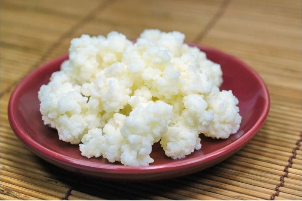 Тибетский молочный гриб