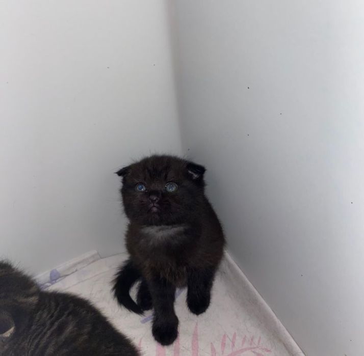 Кошки, красивые послушные