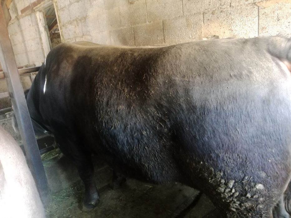 Семіз бұқа сатылады.