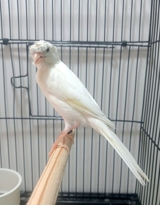 Kanareka chubli oq nar sotladi