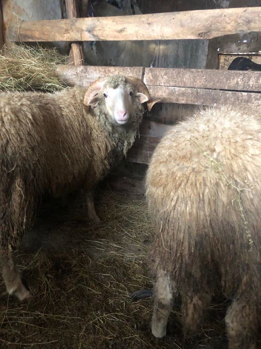 Продавам Кочове 3 броя