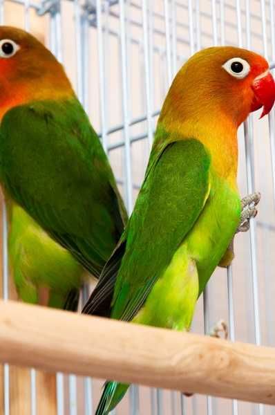 Фишер неразлучники попугай продаются