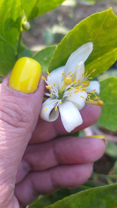 Лимоны, мандарины, апельсины с плодами цветущие