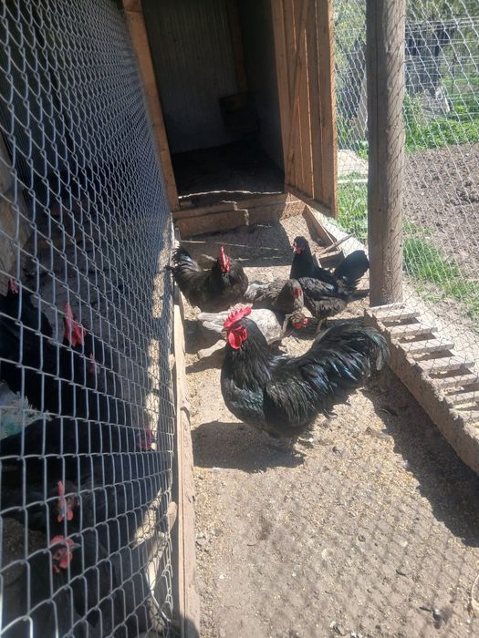 Cocoși austrolop de vânzare