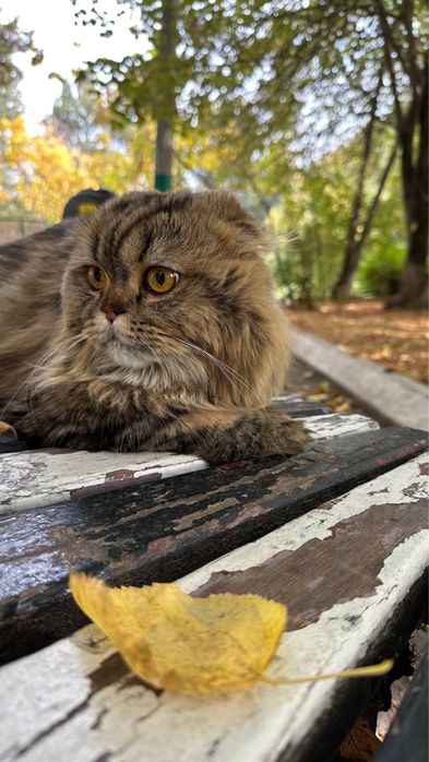 Scottish fold o’g’il bola