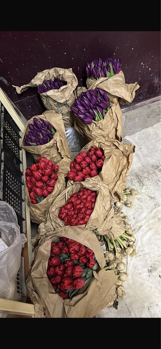 Тюльпан премиум