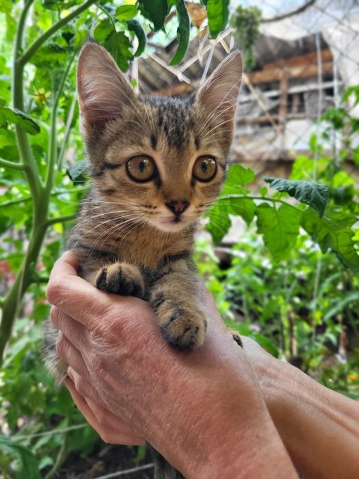 Отдам котят в добрые руки