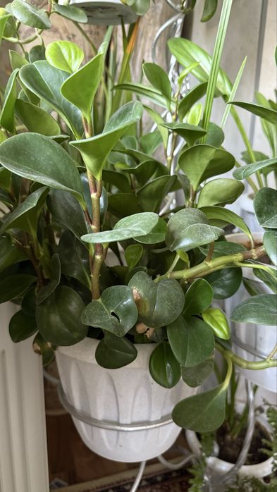 Комнатные растения (недорого)