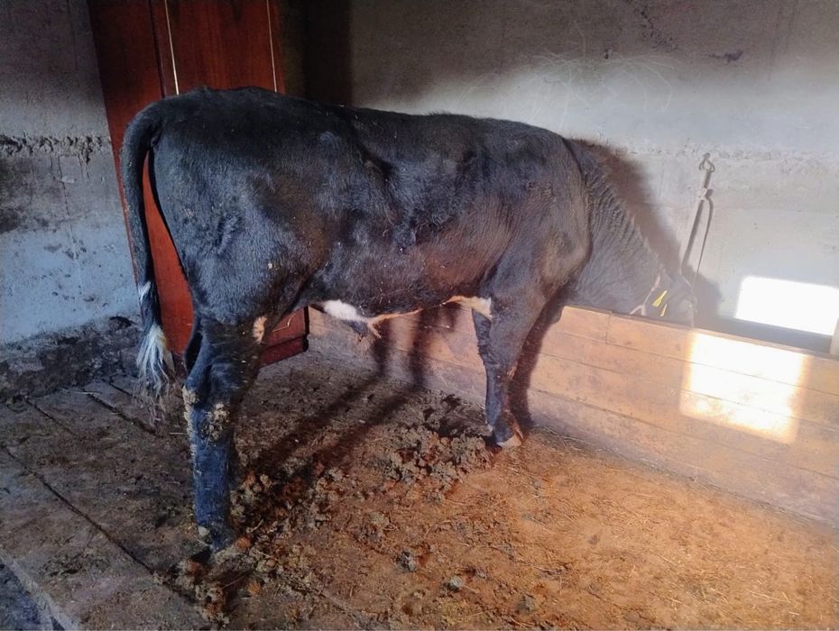 Продам корова с теленкам подсос