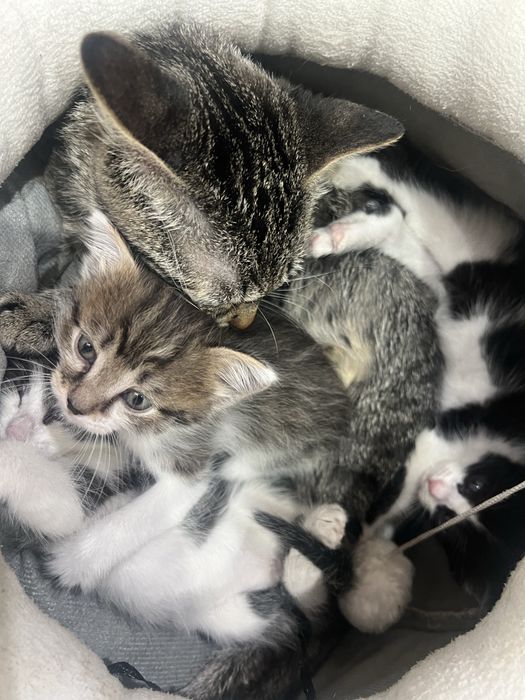 Котята ищут любящую семью