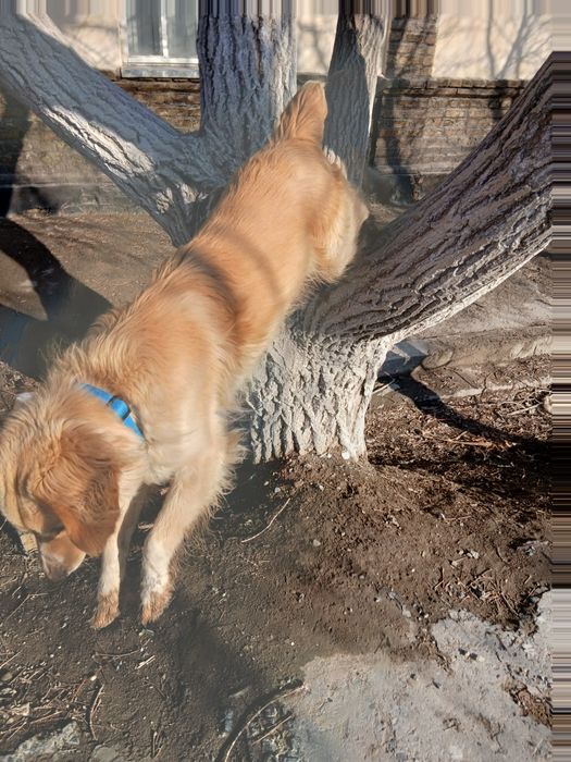 Ищем подругу для нашего рокки