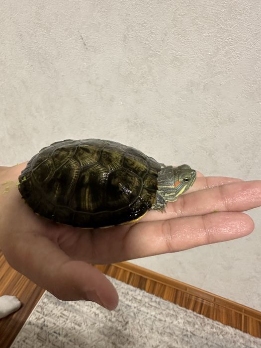 Продам красноухая черепаха