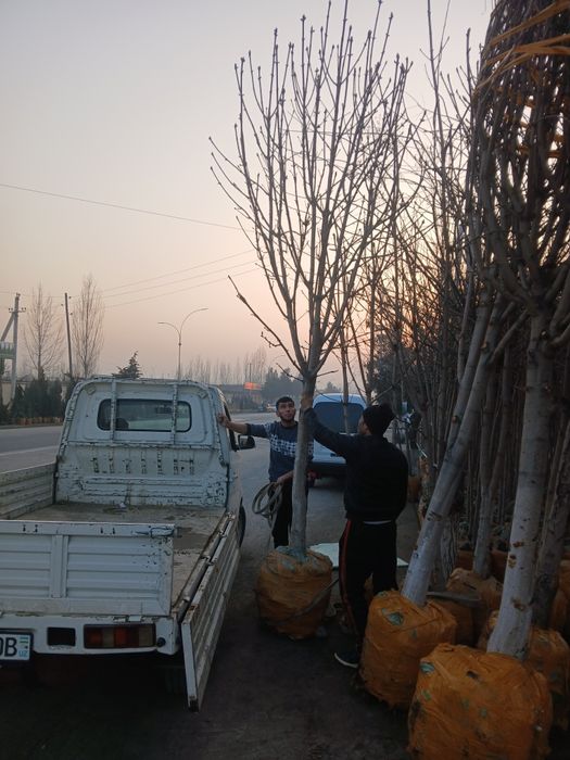 100% ishonchli Kashtan kochat va darxatlar bor