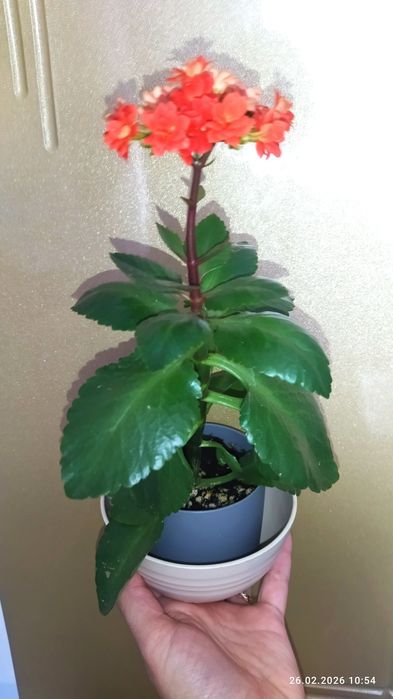 Комнатные растения