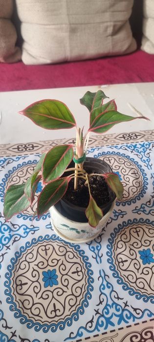 Продам цветы комнатные