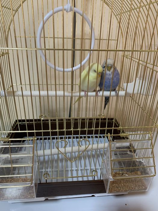 Вольнистые попугайчики