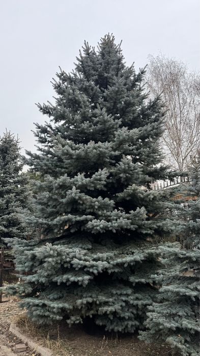 Ёлки (Глаука) 8,5 метров