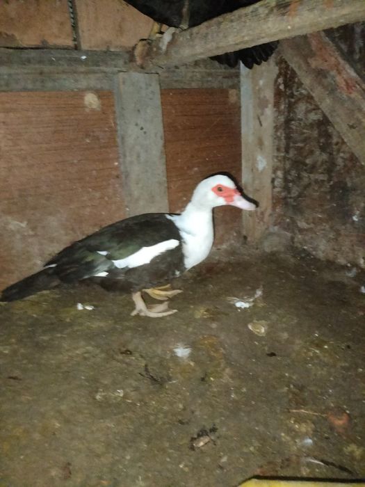 Продается индоутки