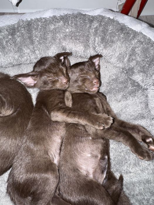 Продам ориентальных котят