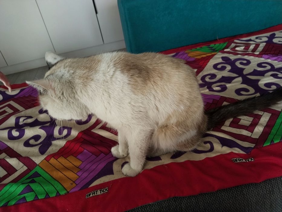 Отдам котика в добрые руки