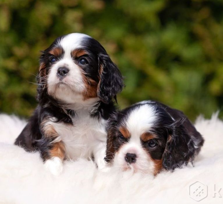 Продам щенков Кавалер Кинг чарльз спаниель
