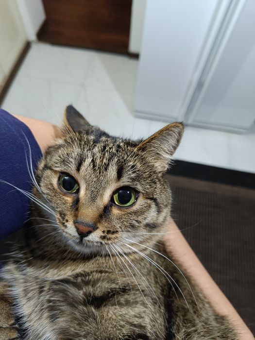 Отдам кошку в добрые руки