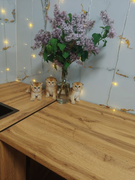 Котята Драгоценного окраса шиншилла