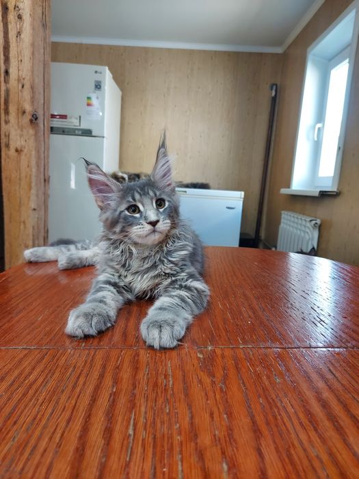 Продам котят мейн-куна