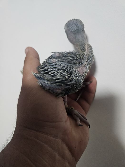 Micul Alexander/Alexandru