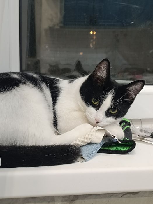 Отдам кошечку в добрые руки