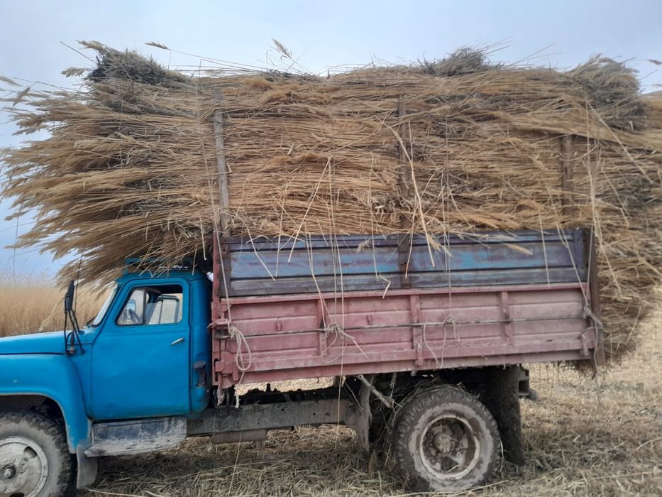 Камыс сатылады. Қамыс бар.
