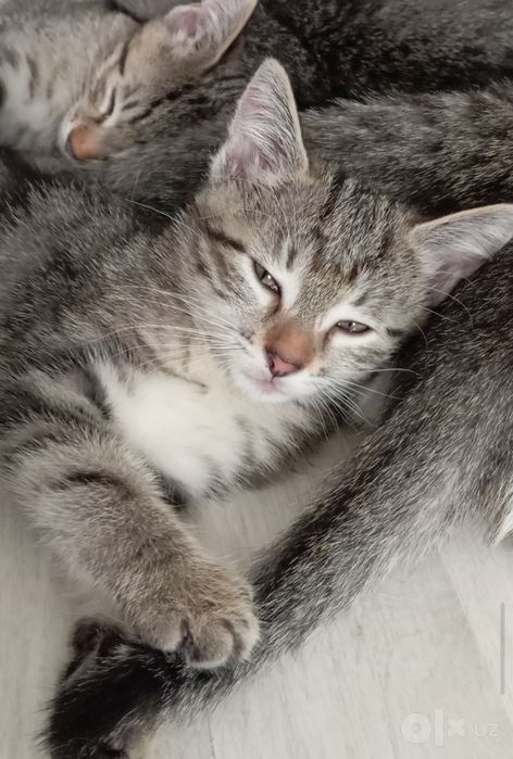 Котёнок-девочка/табби/2 месяца/.