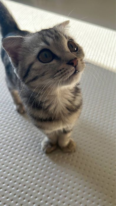 Отдаем кошку в хорошие руки