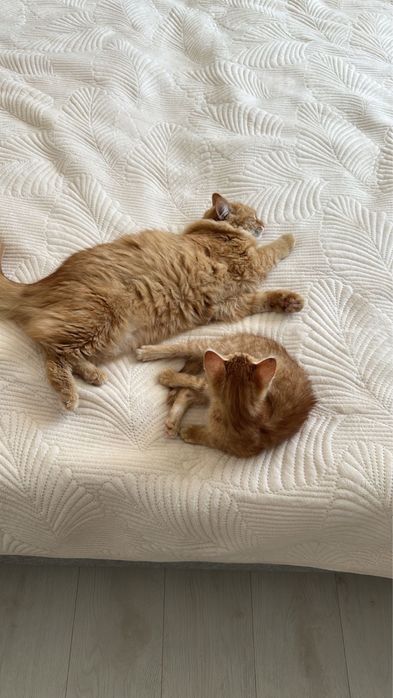 Кошечка 1,5 года