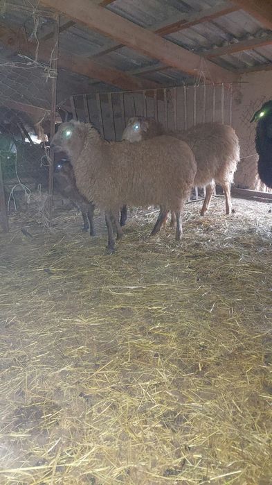 2 бас токты сатылады