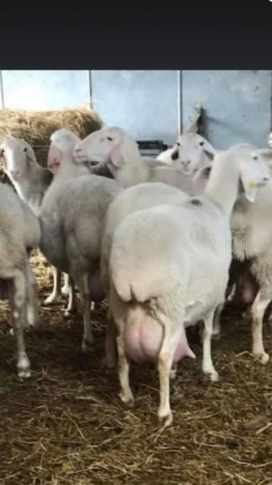 Se vând Mielute Assaf