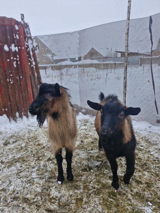 Козлы (текелер) 1 жасар