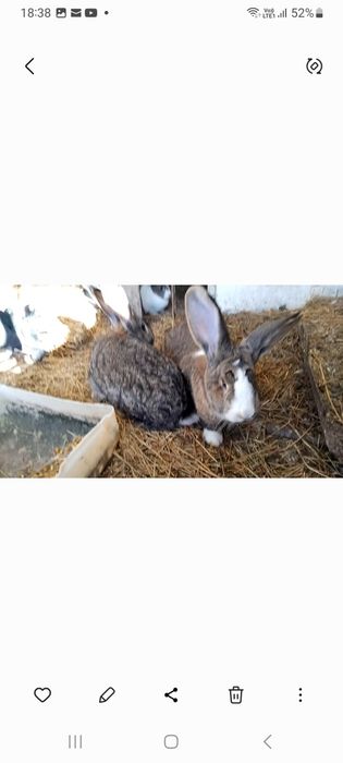 Iepuroaice tinere, varsta  15 luni, doua fătari.