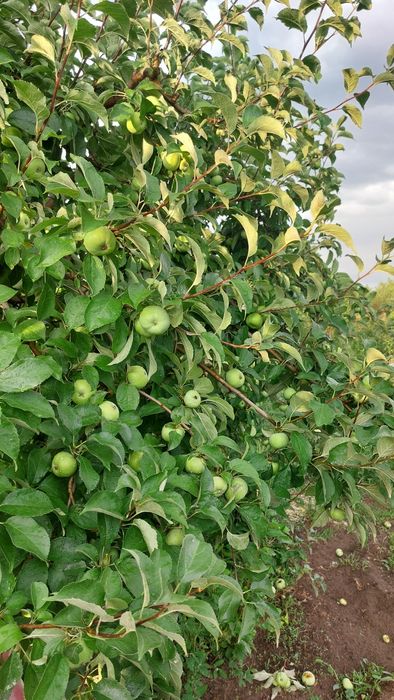 Продам дачу сад Здоровье