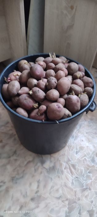 Продам семенную картошку