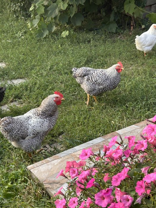 Cocoși tineri de vanzare