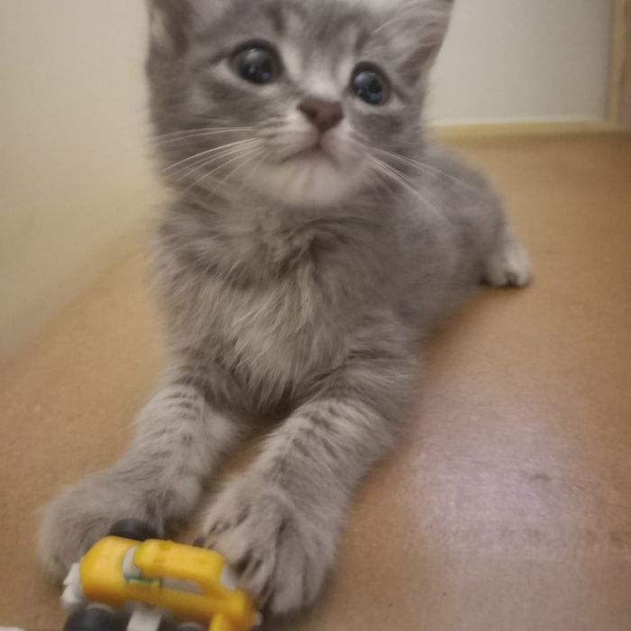 Вислоухие котята 1,5 месяц мальчик девочка