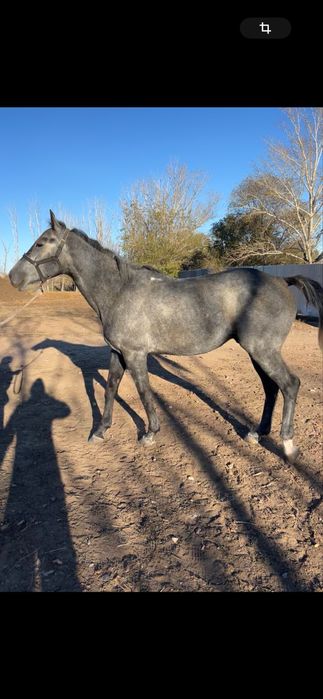 Агылшын Айгыр сатылады