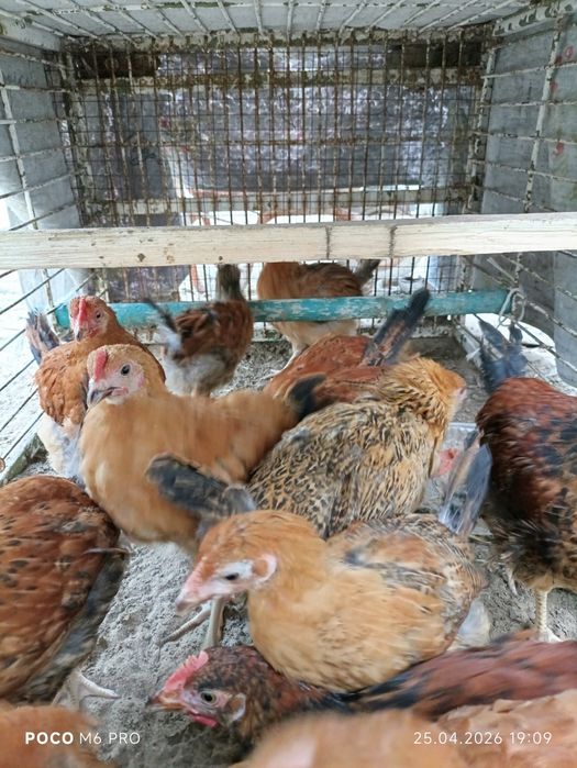 Цыплята 2.5 месячные