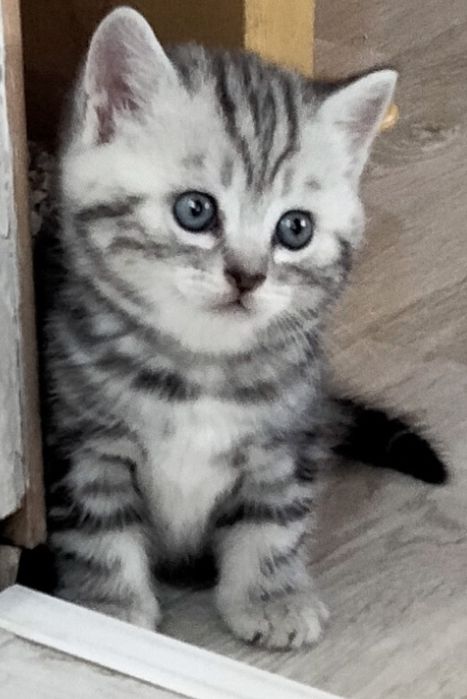 Котята Британские