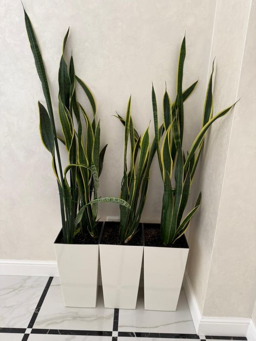 Сансевиера (Sansevieria trifasciata)