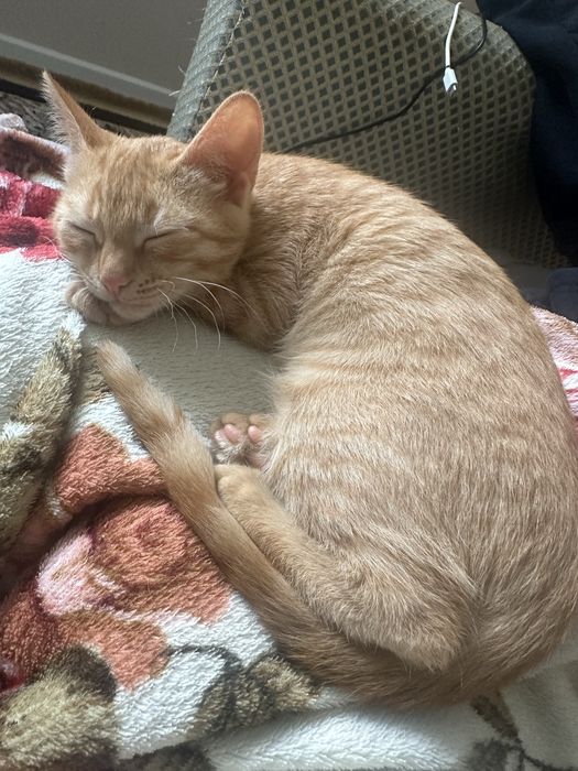 Пропала кошка срочно