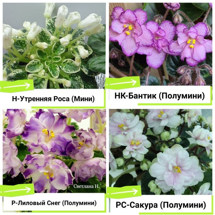 Фиалки сортовые продам