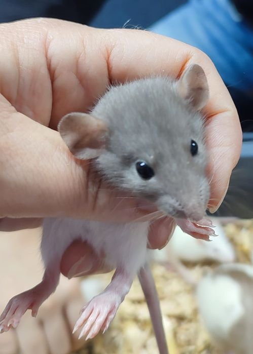 Продам крысок 1 месяц