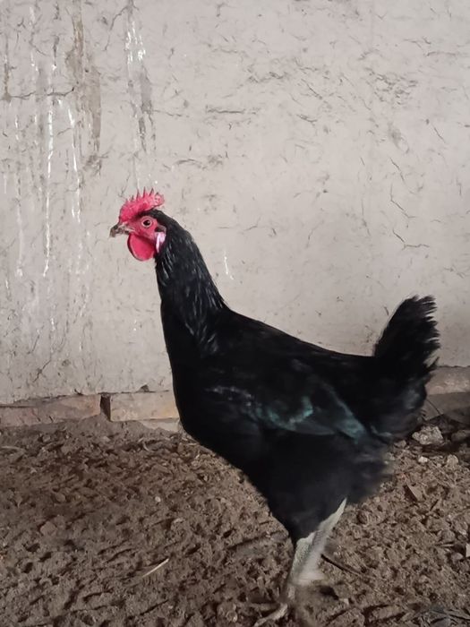 Кора шахзода хурозлар сотилади